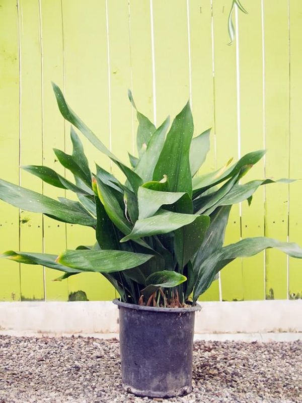 Cast-Iron-Plant-Aspidistra-elatior-with-big-pointy-leaves-on-a-chartrusse-green-background-e1500573609440.jpg