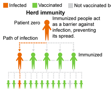 To Get Vaccinated or Not? a Project on Observing Herd Immunity through Disease Simulation