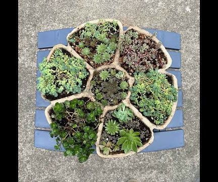 Homemade Cement Succulent Planter