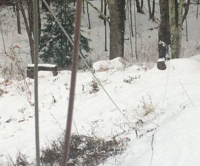 Dog Leash Zipline