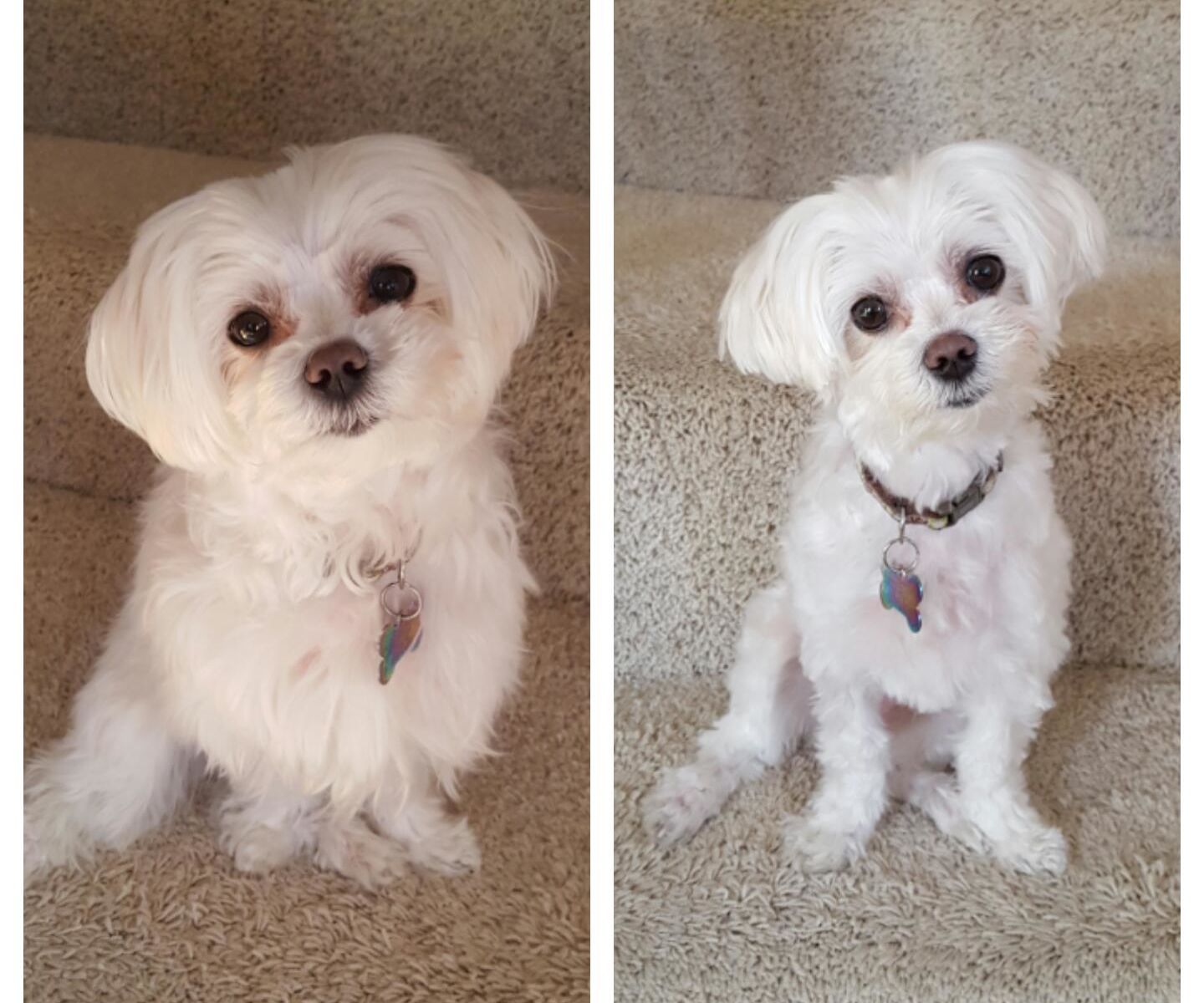 DIY Dog Grooming - Save $500/YR