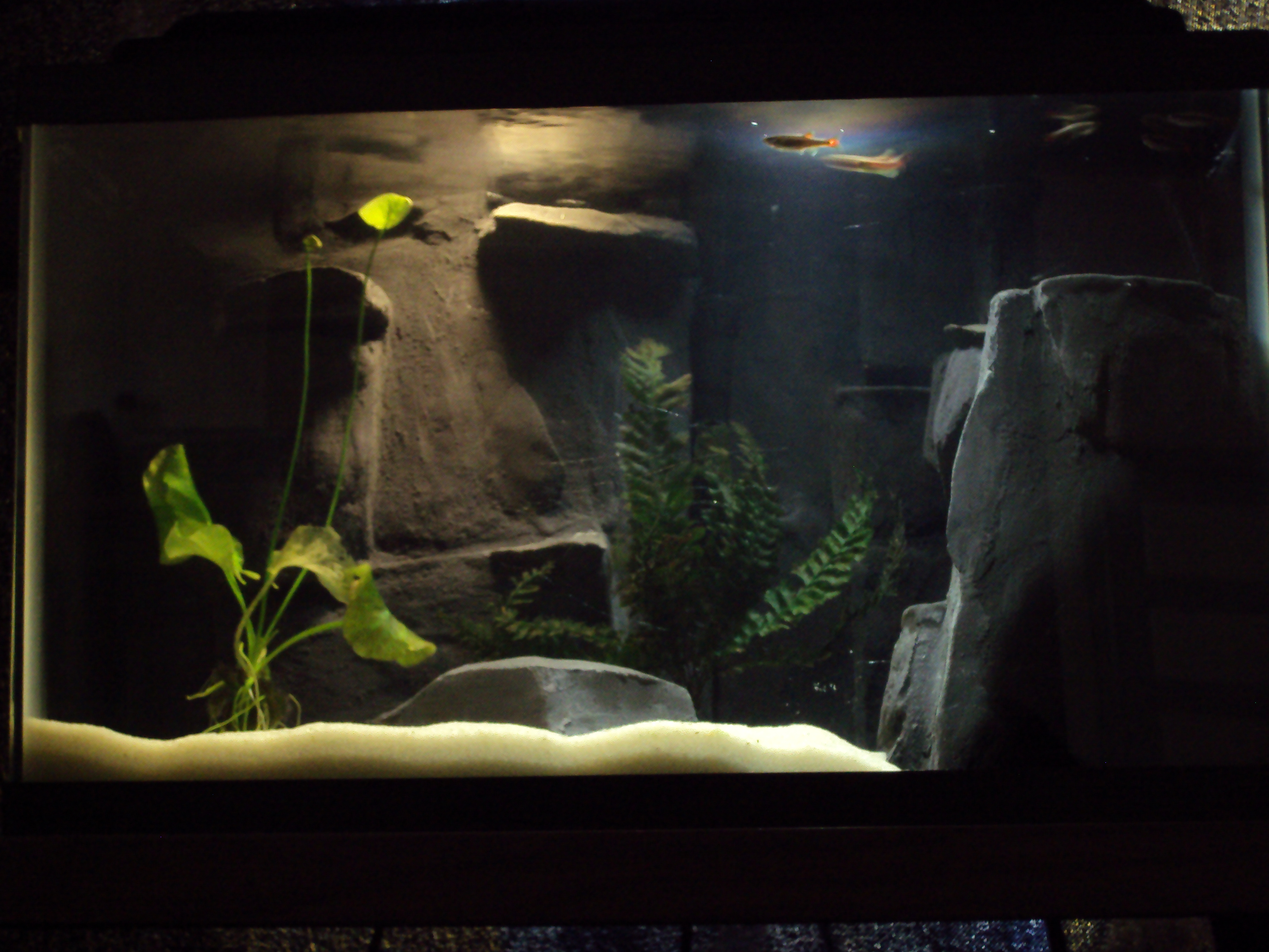 River Aquarium With Custom Concrete 3D Background