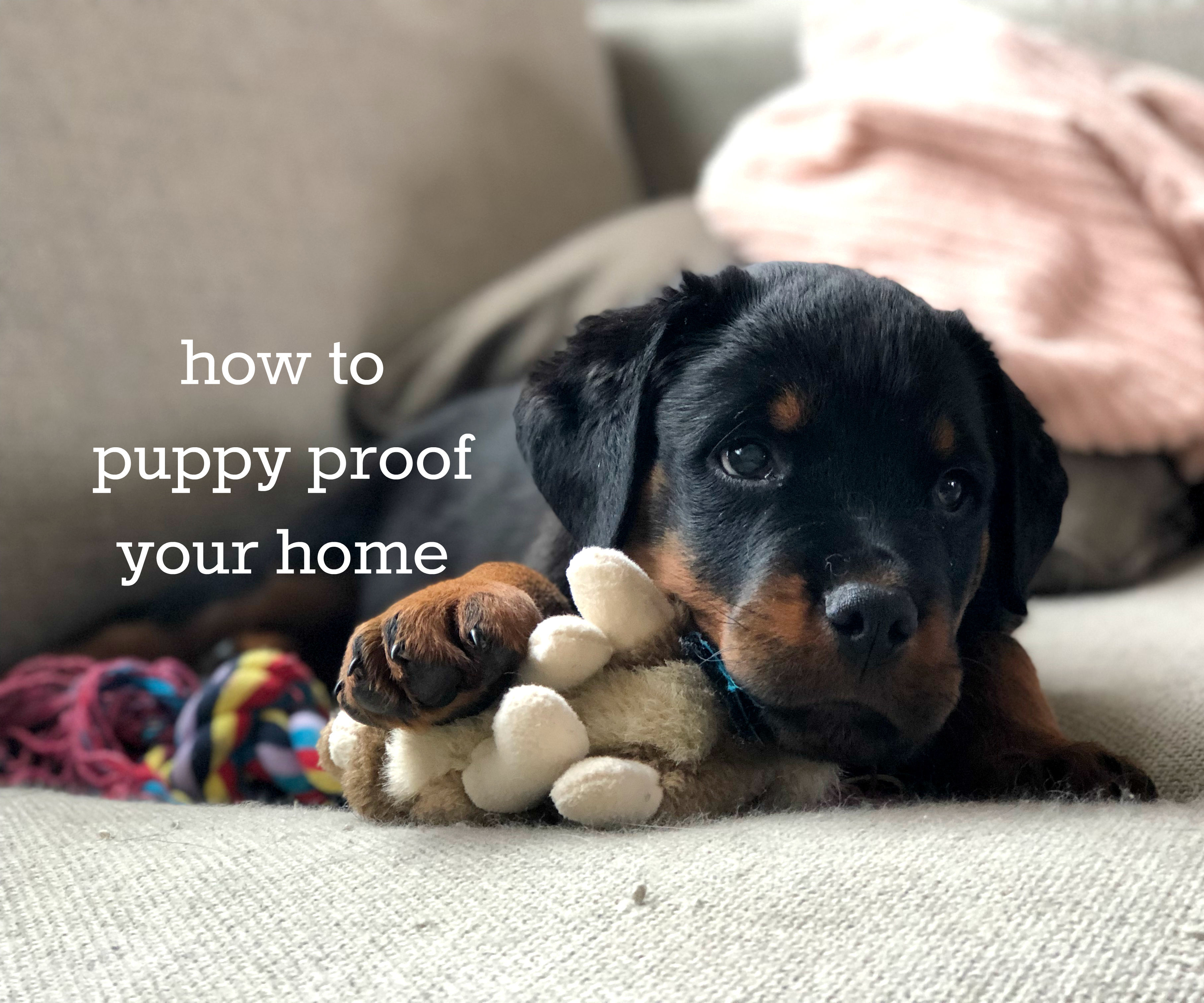 How to Puppy Proof Your Home 
