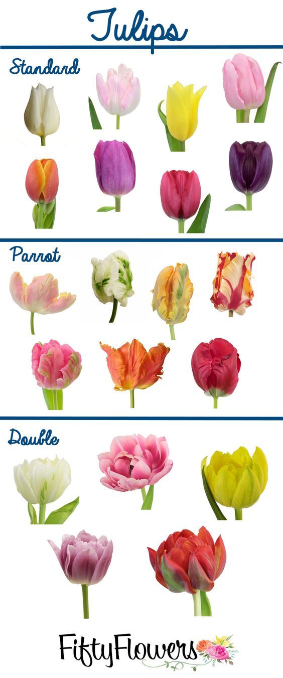 #2 choose yourplants.jpg