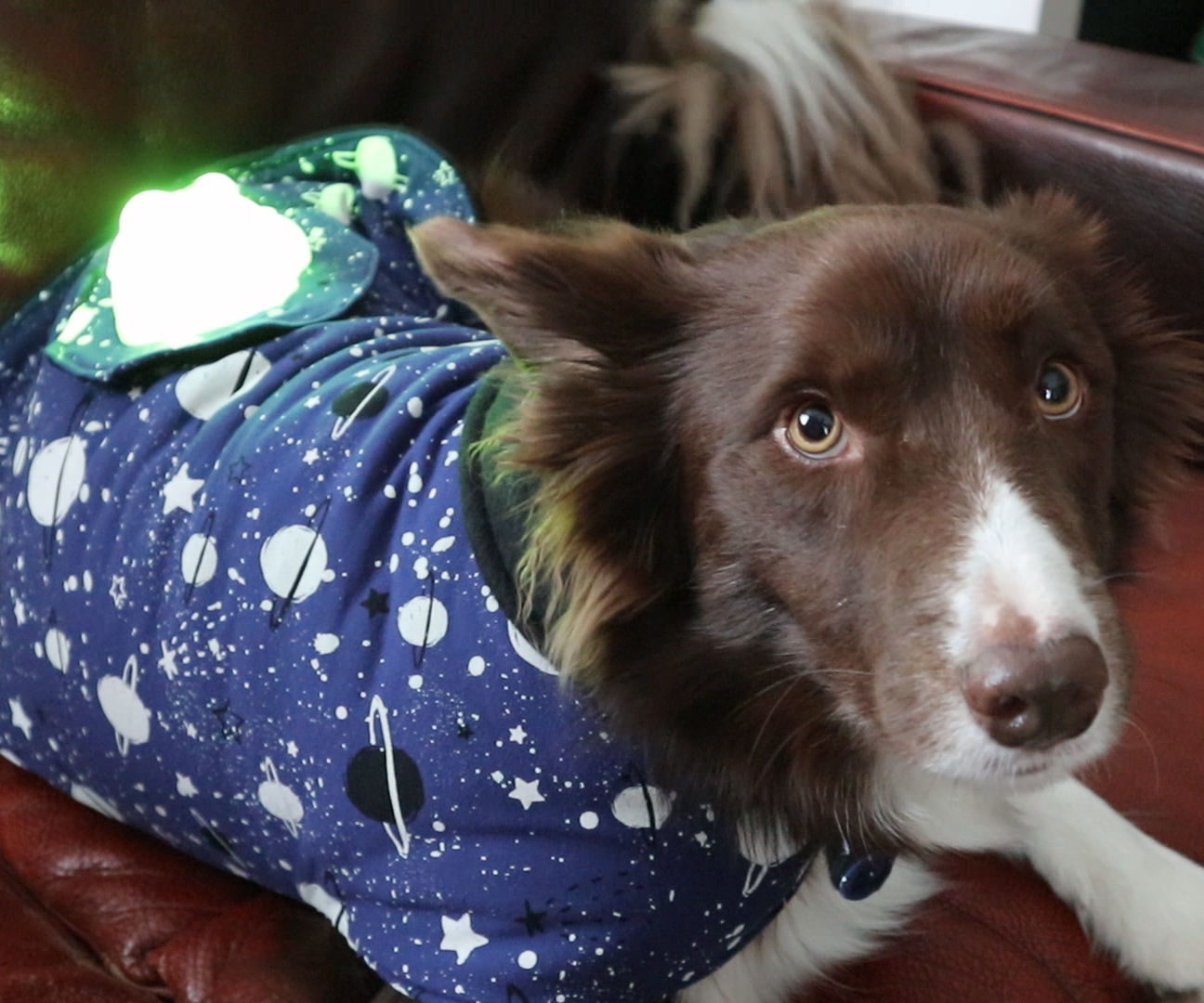 Galaxy Dog Jacket