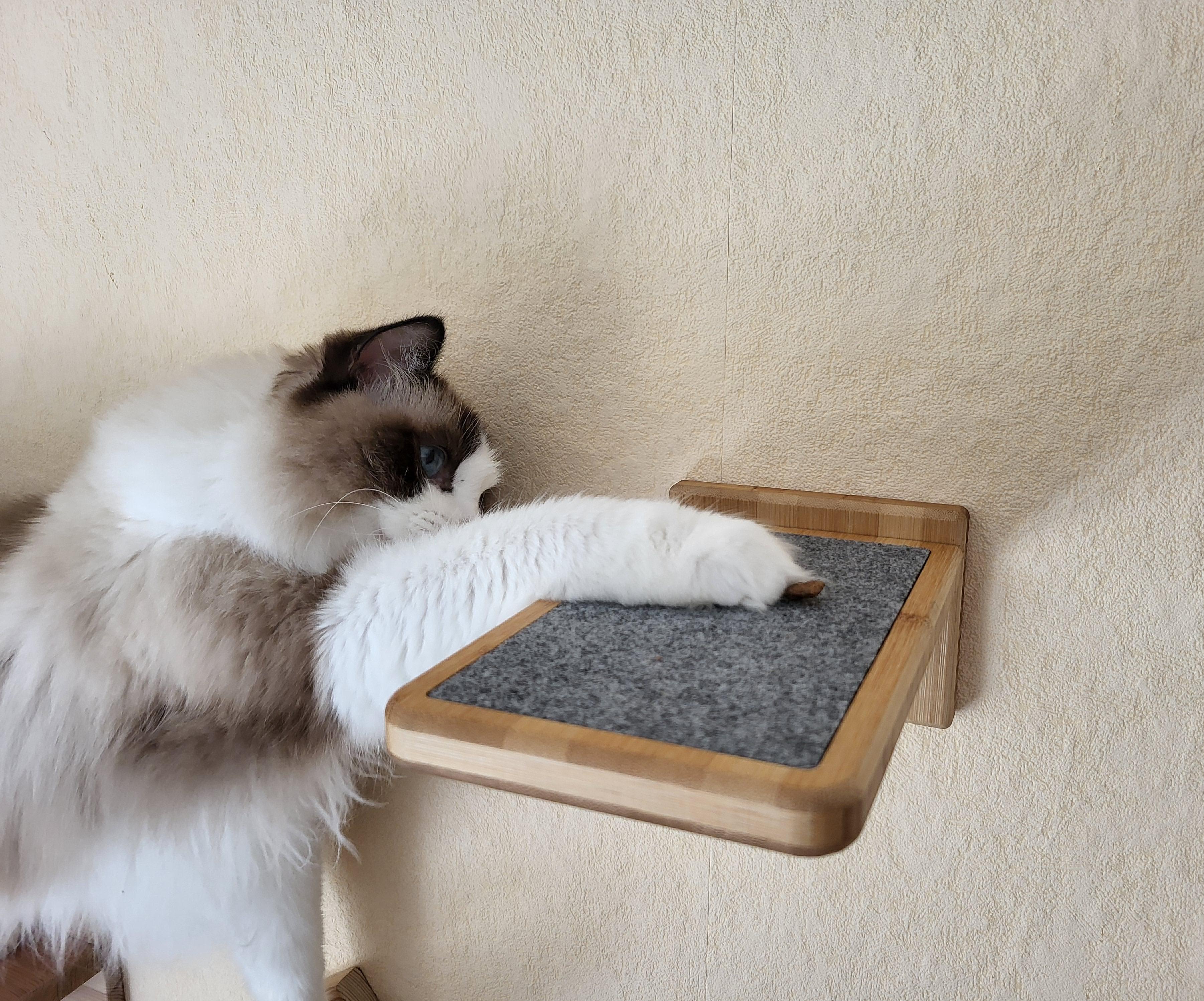 Cat Step