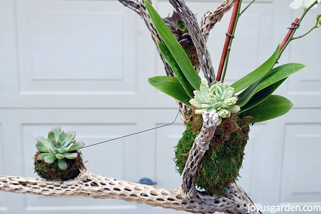 Close-up-of-a-cholla-wood-branch-with-small-succulents-and-a-moss-covered-pot-attached-with-green-wire-Fall-table-decoration.jpg