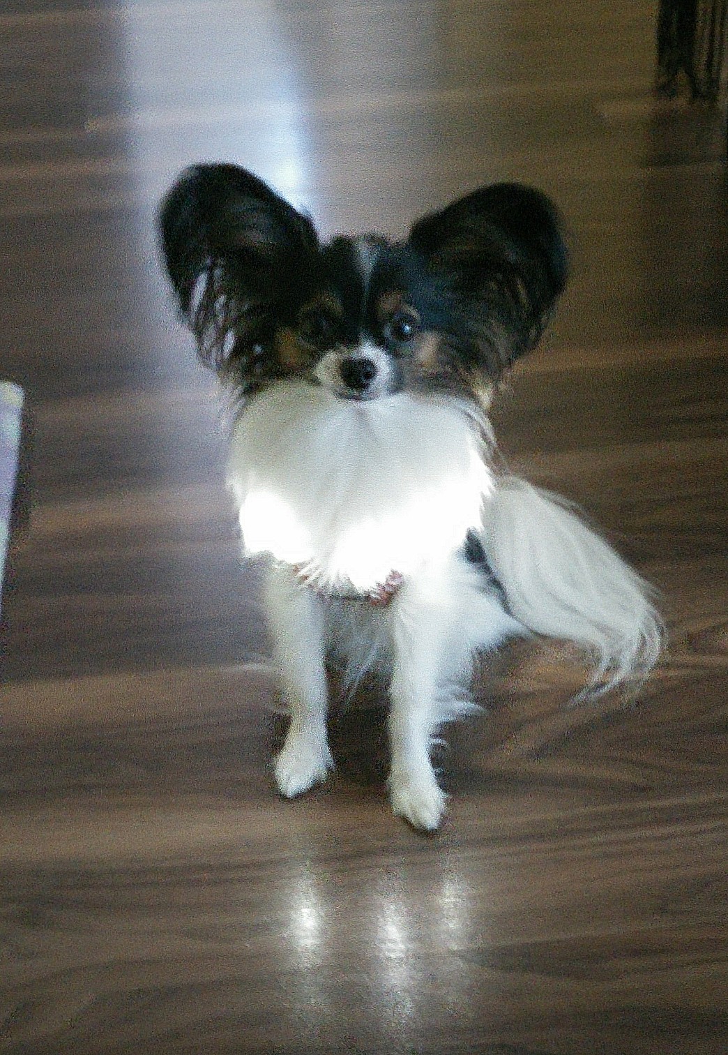 Dog Necklace/harness LED Mod (USB Rechargeable)