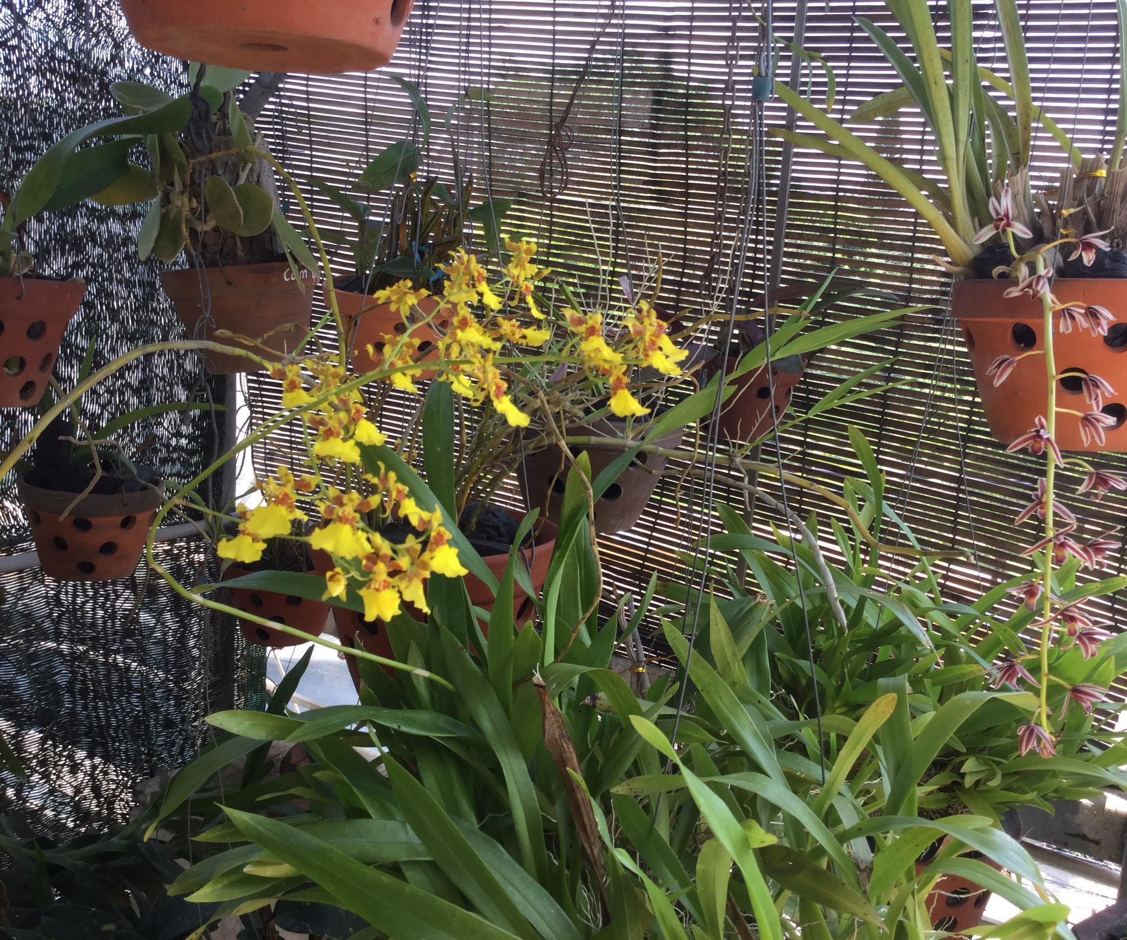 BLYNK & ESP8266: AUTOMATIC SOLAR-POWERED IRRIGATION SYSTEM
