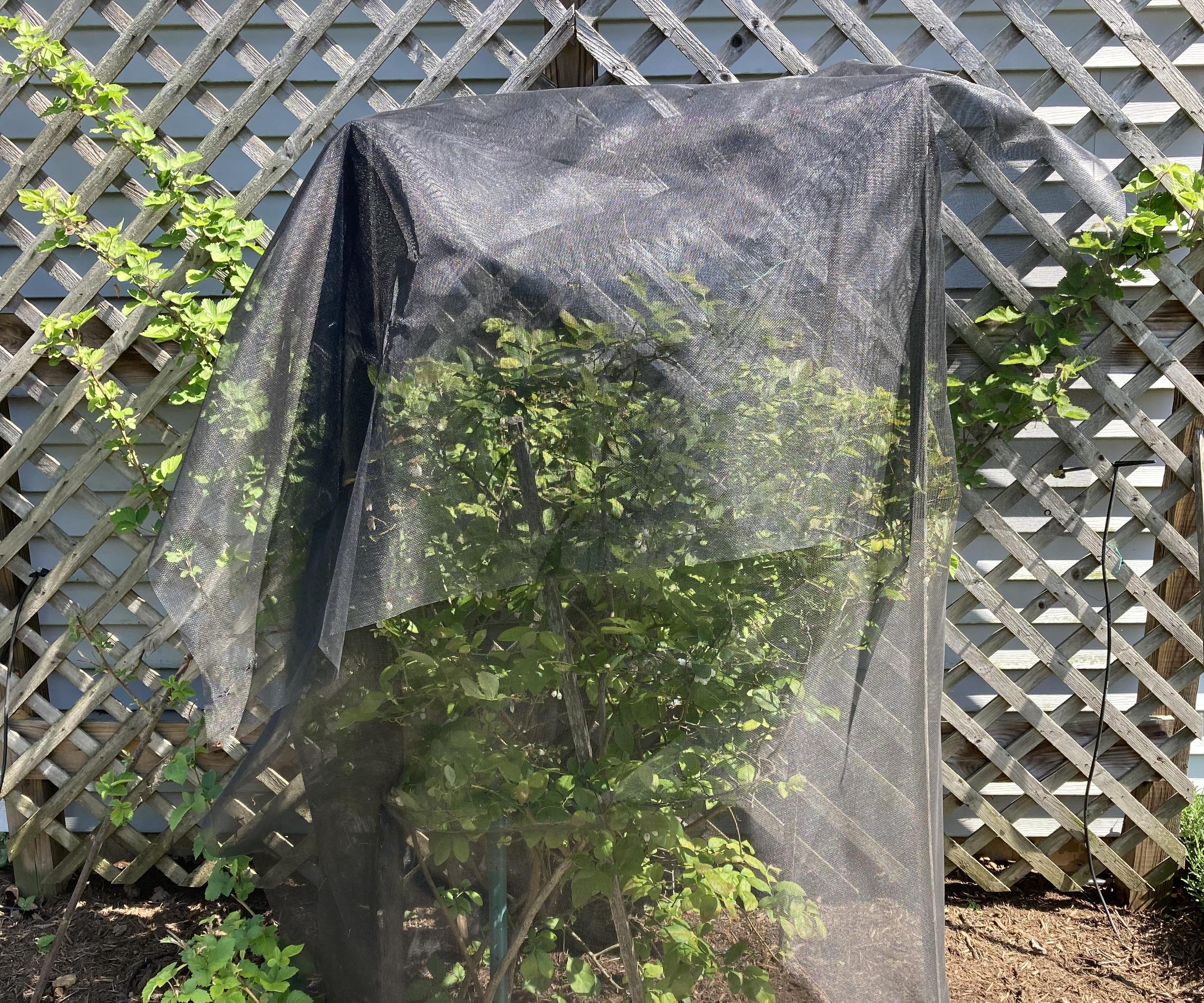 Blueberry Cage