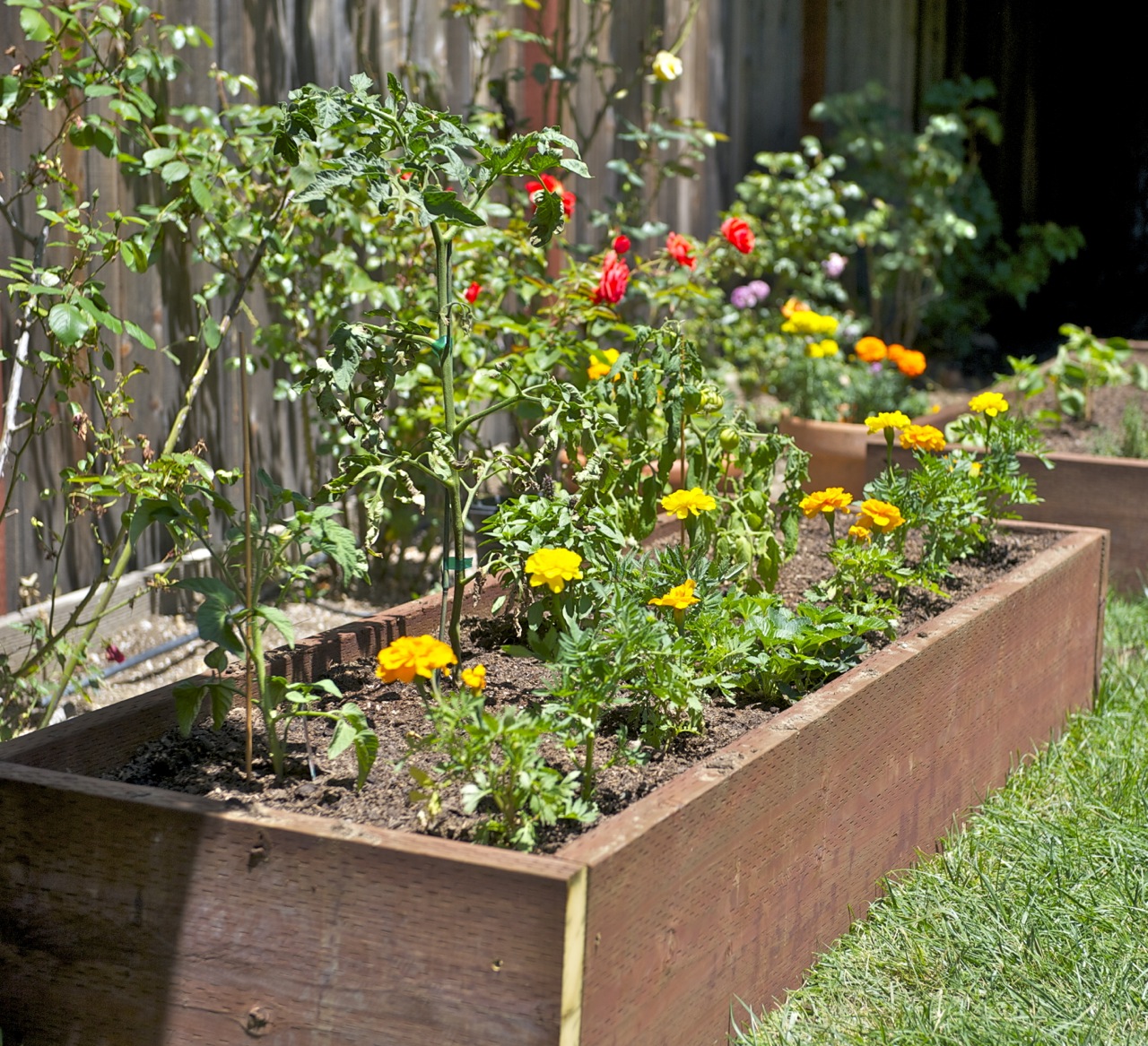 Grow Vegetables in Your Backyard