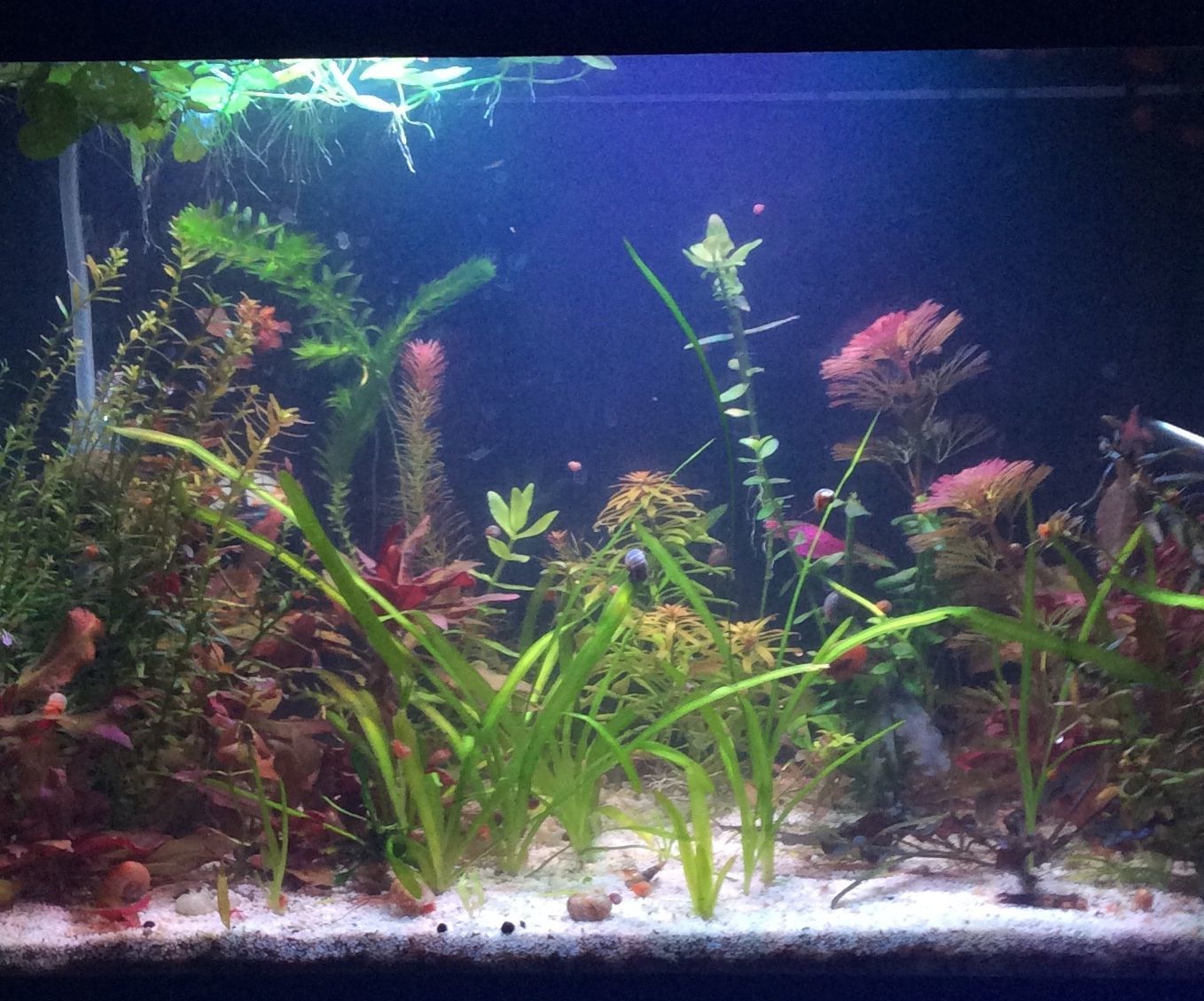 How to set up a tropical freshwater aquarium