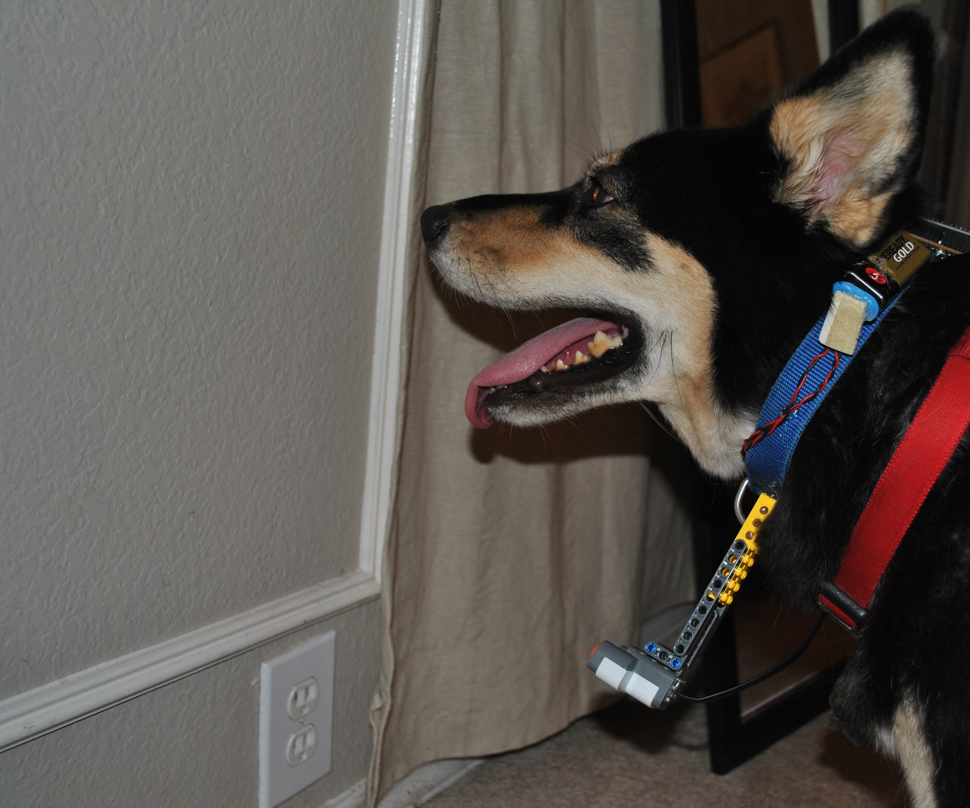 Sonar Collar for Blind Dogs