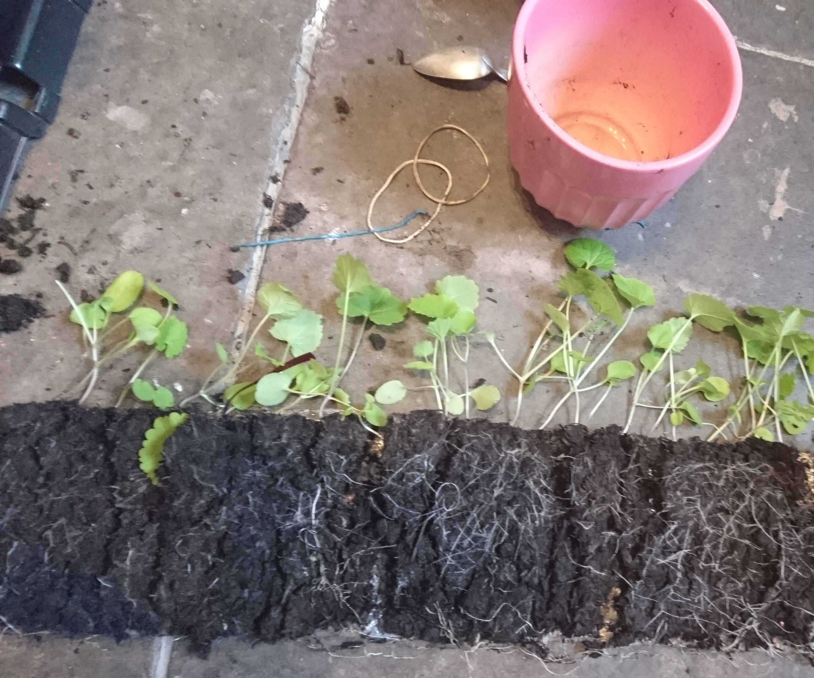 Easy and Economical Seeds Germination System