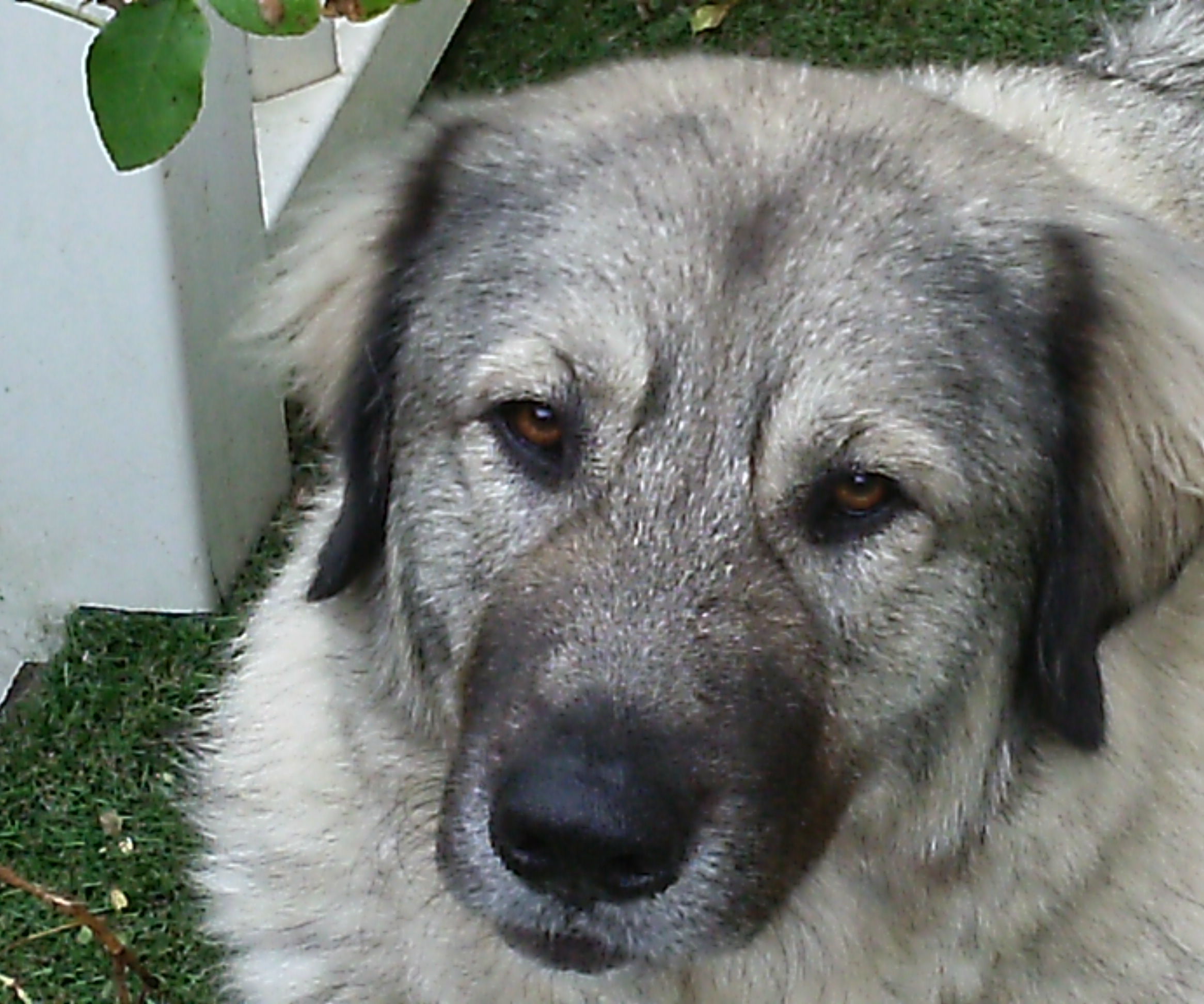 Dog Anti Bark Screen...... 