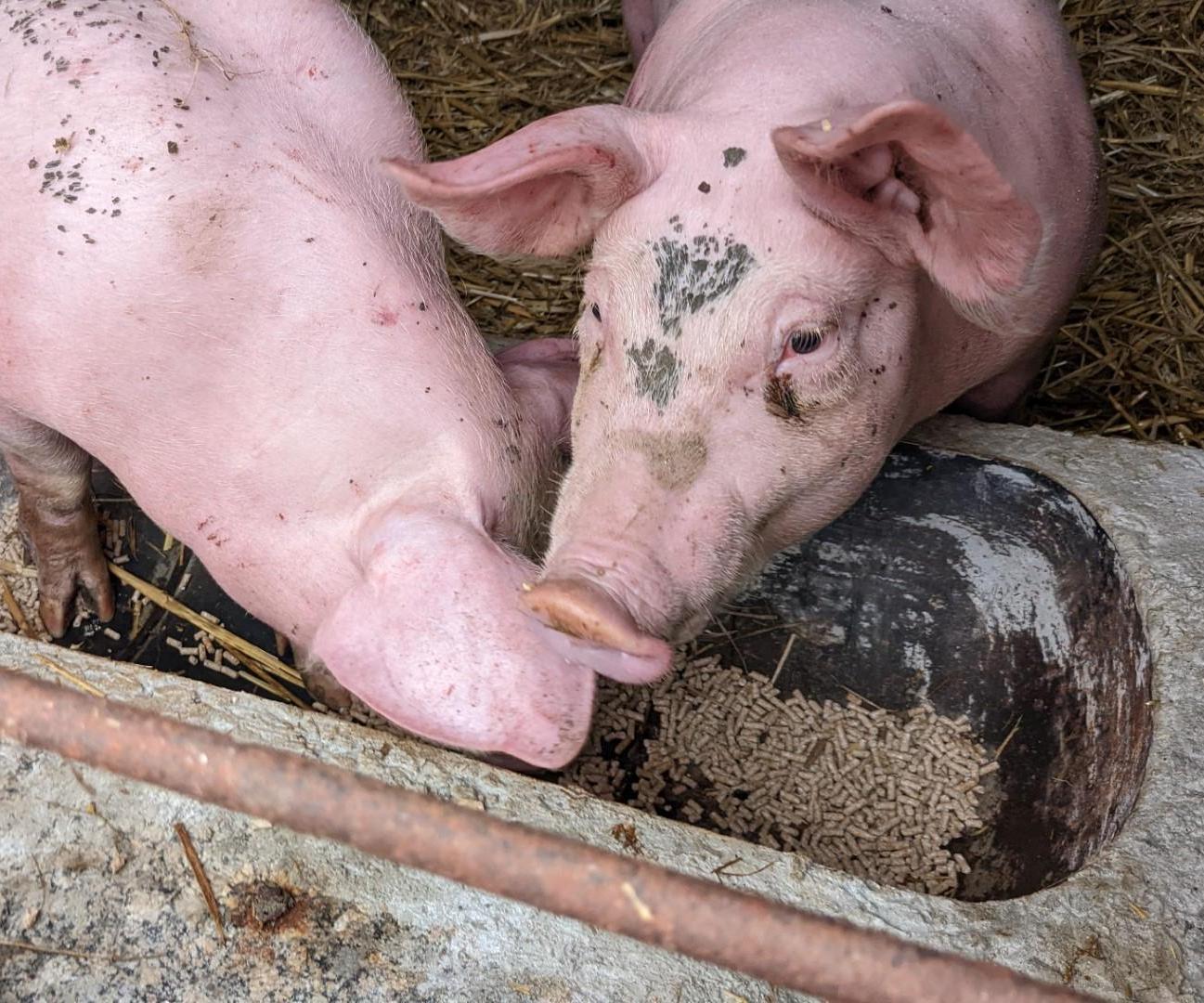 Homemade Pig Trough