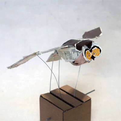 Bird Out of the Box