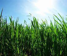 How to Prepare Your Lawn for Summer