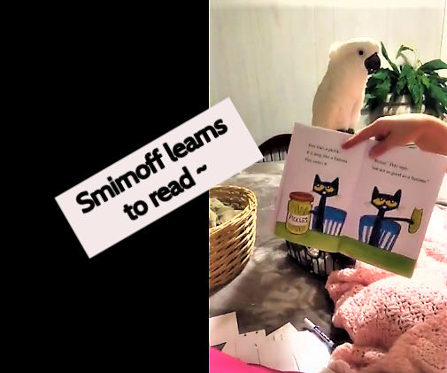 Why Teach Your Exotic Bird How to Read 