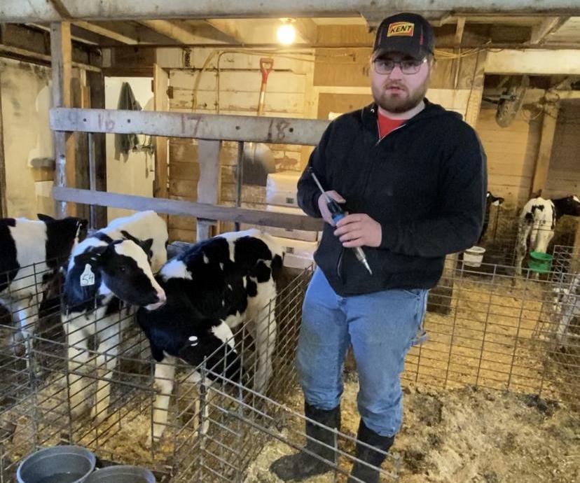 Vaccinating Calves