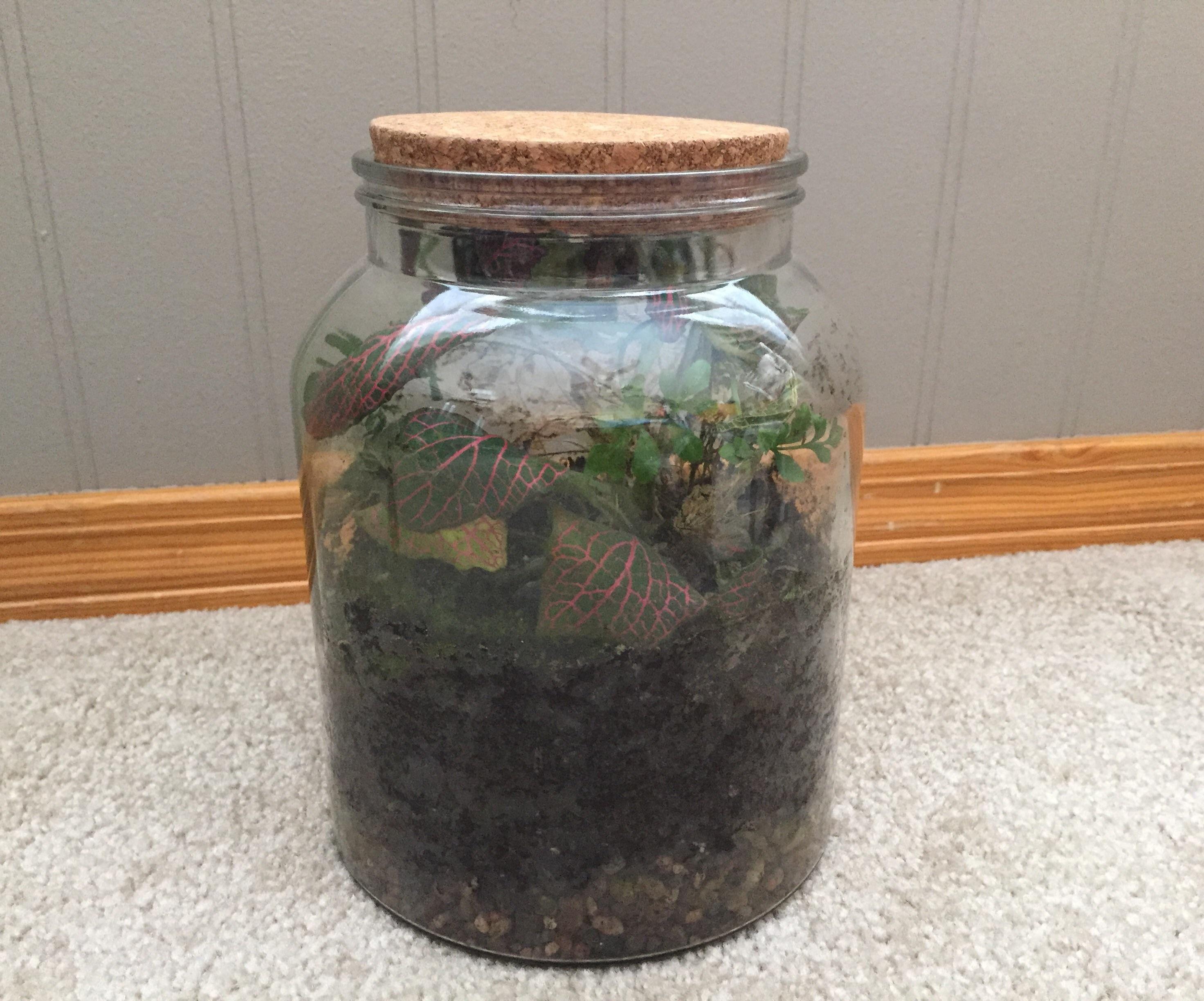 Jungle in a Jar