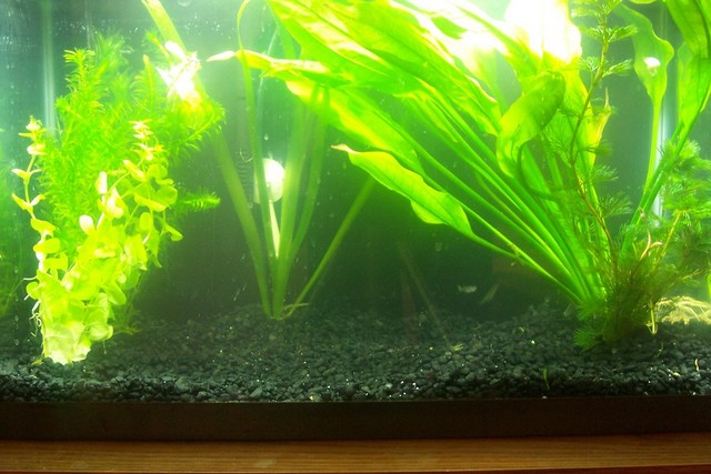 DIY CO2 Reactor for a Planted Aquarium