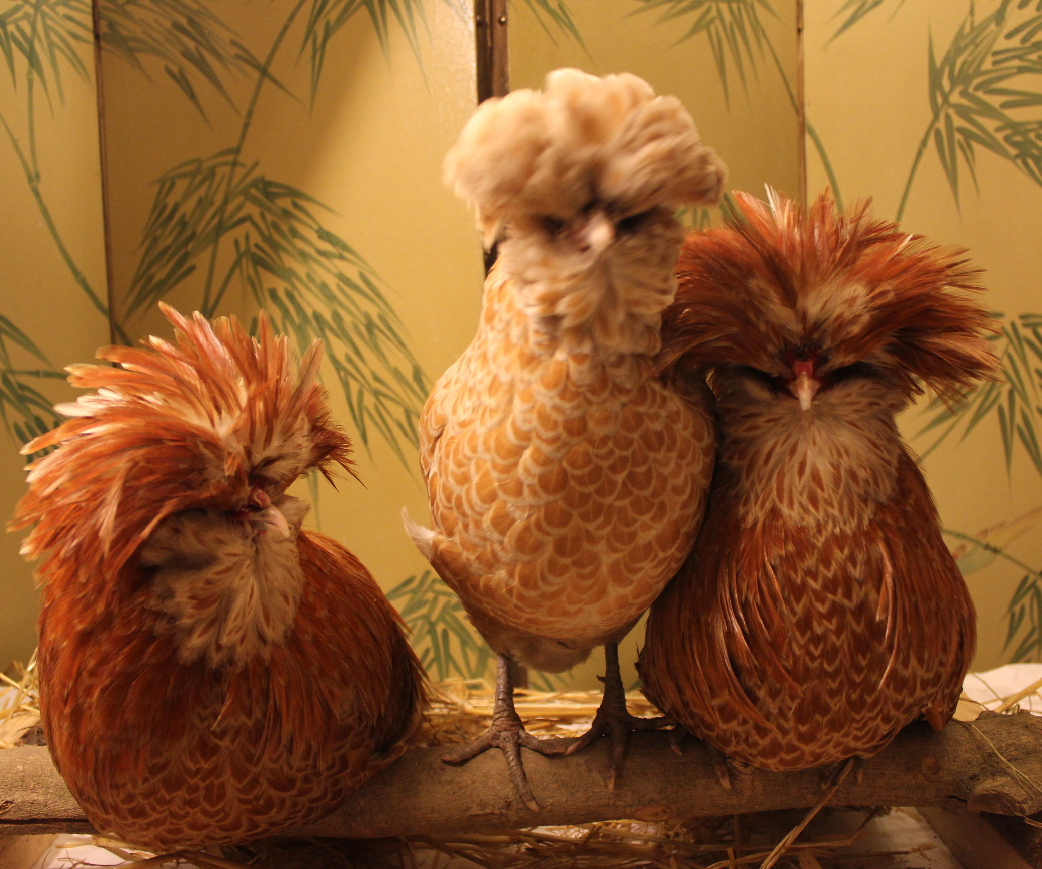 Poultry Lice - What, Why, Who, When and Where? Treatment with oils, prevention with diet. Organic Chickens
