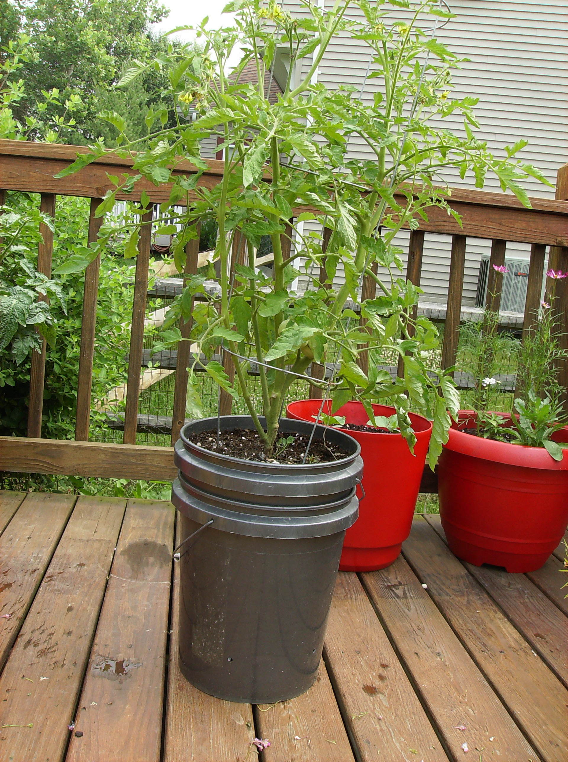 How to Build a 5 Gallon Self Wicking Tomato Watering Container