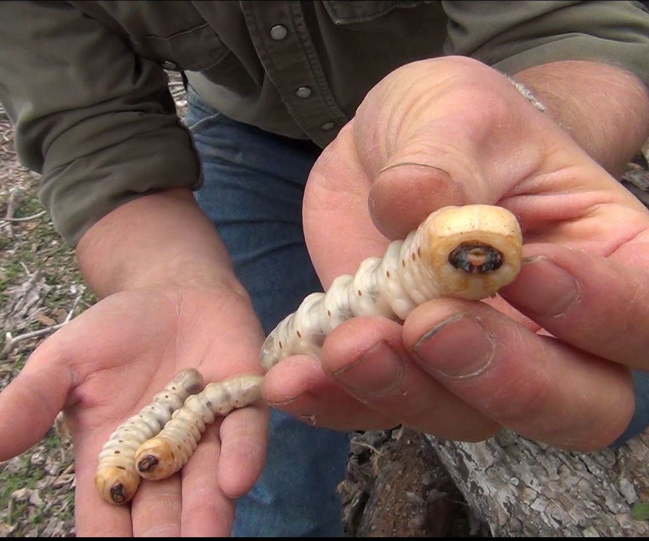 How to Cook and EAT Giant Grubs