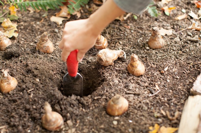 #2 planting.jpg