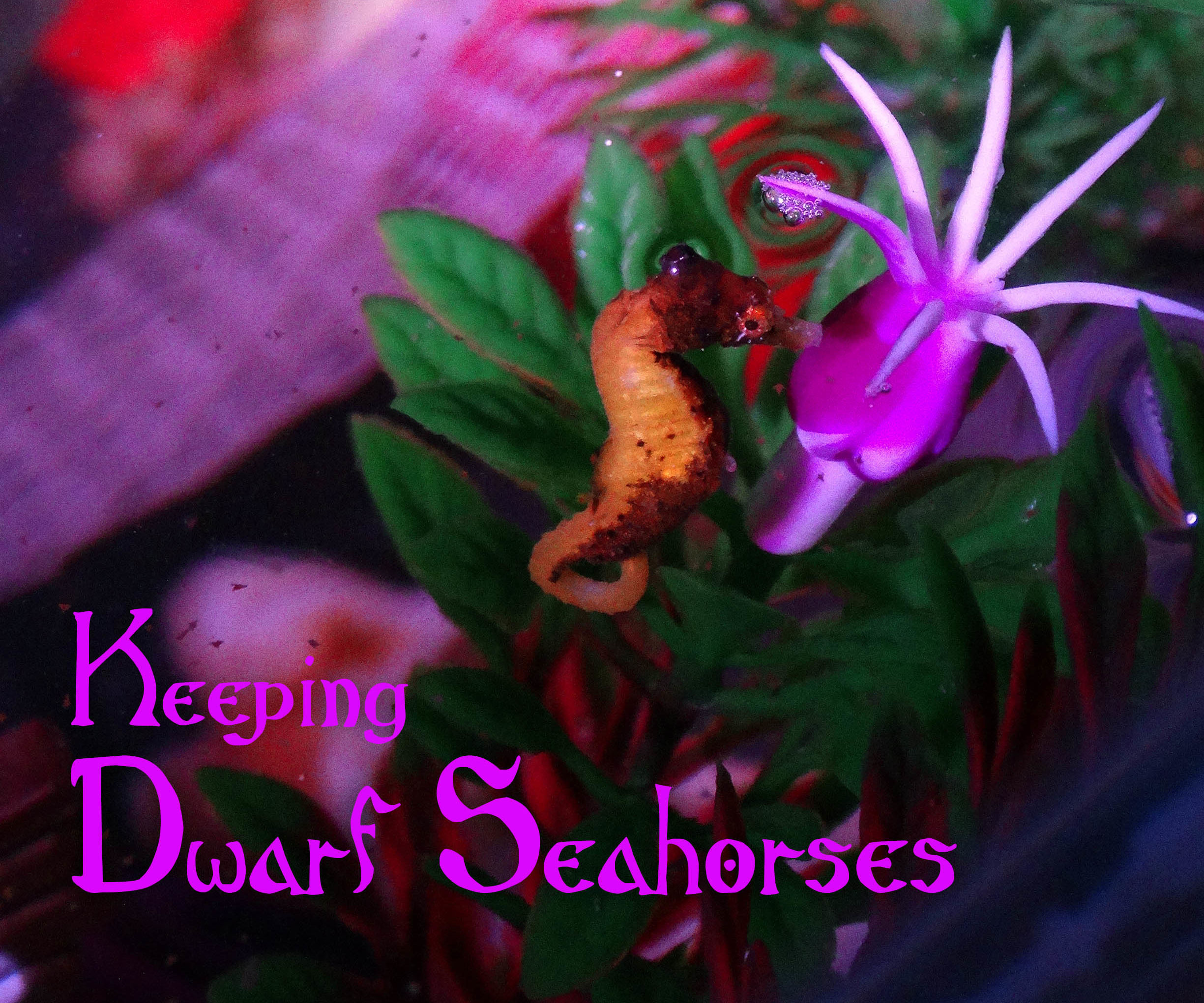 Keeping Dwarf Seahorses 