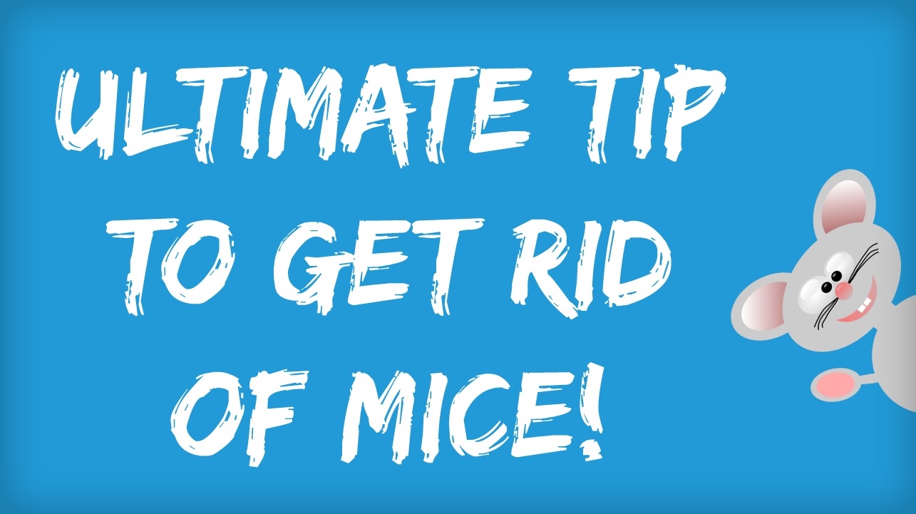 Ultimate Tips on How to Get Rid of Mice Naturally!