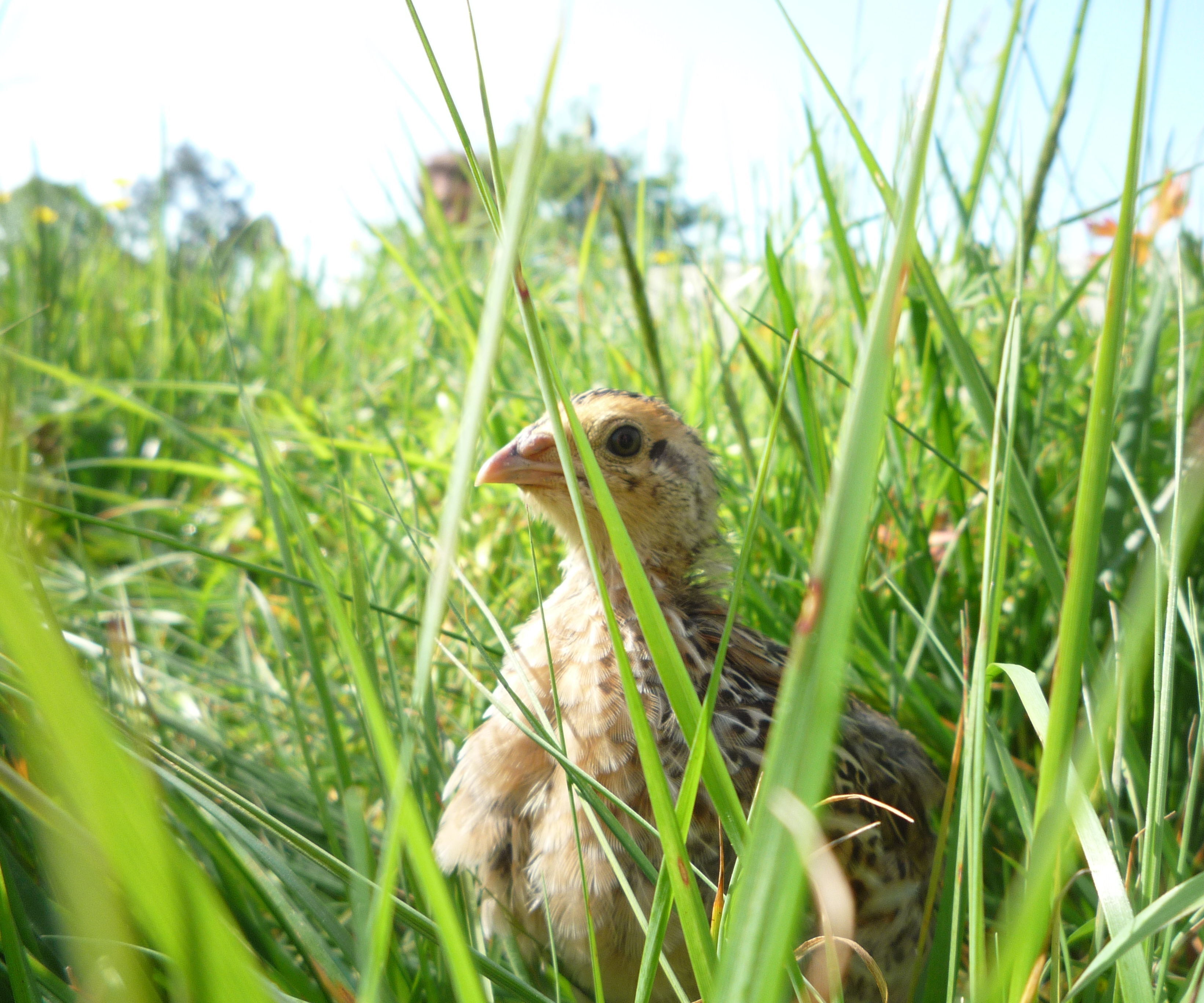 Free ranging our organic quail chicks.  Codornices en el jardín Cailles bio en liberté