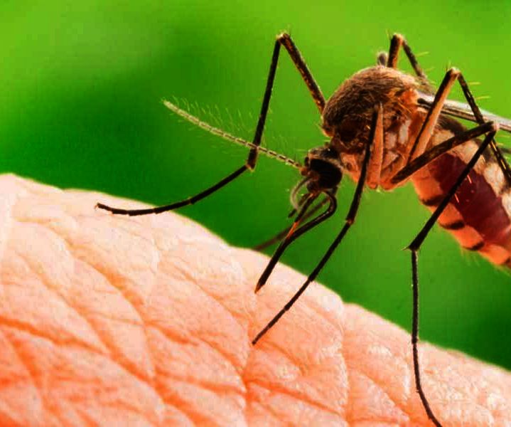 Reduce the Pain of Mosquito Bites