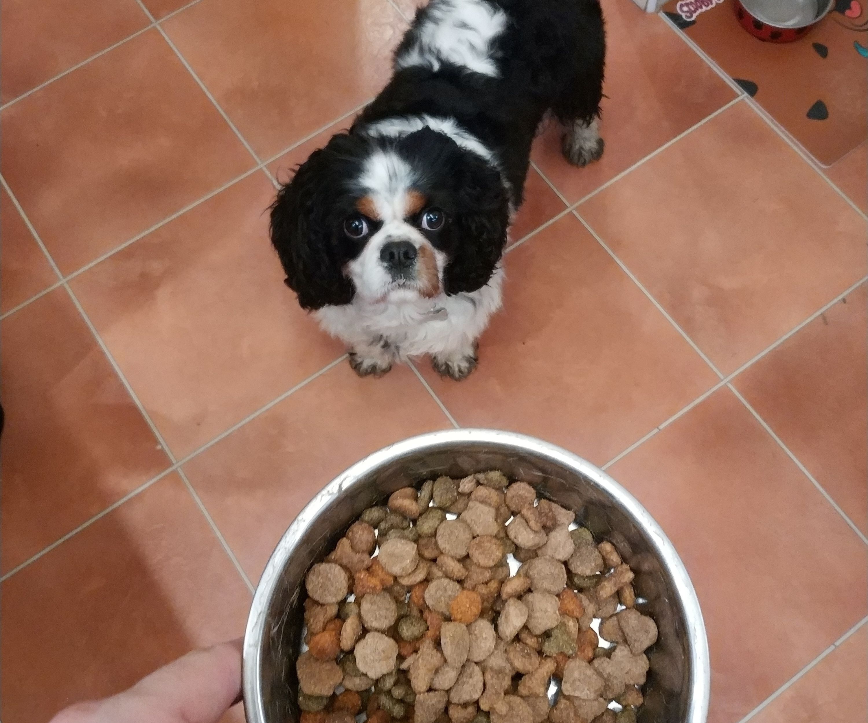 Doggo Meal Prep