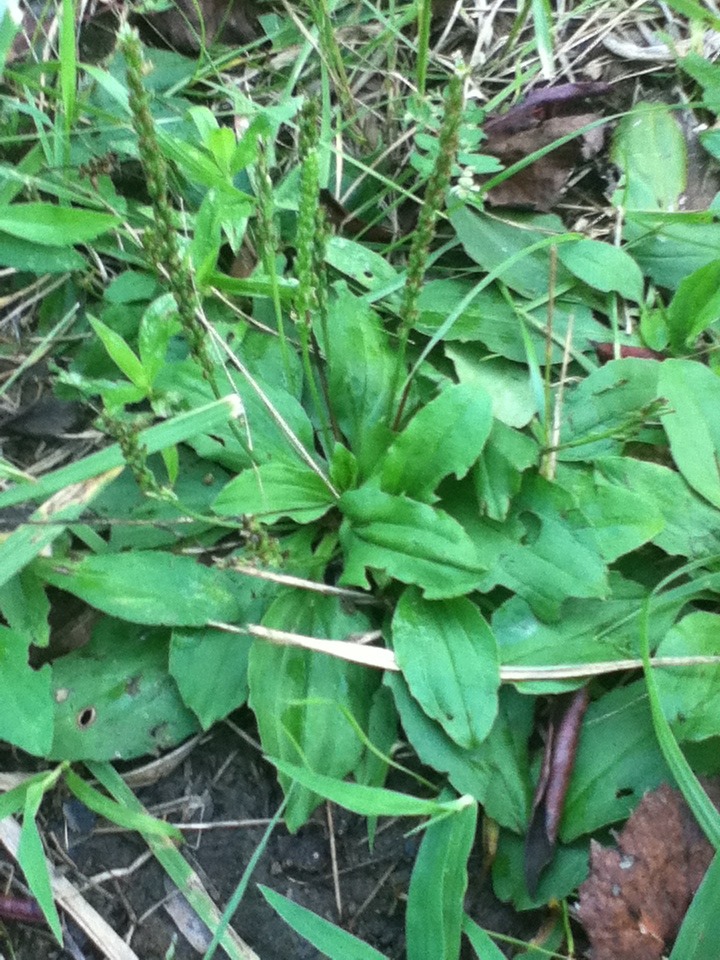 Identifying Edible And Medicinal Plants