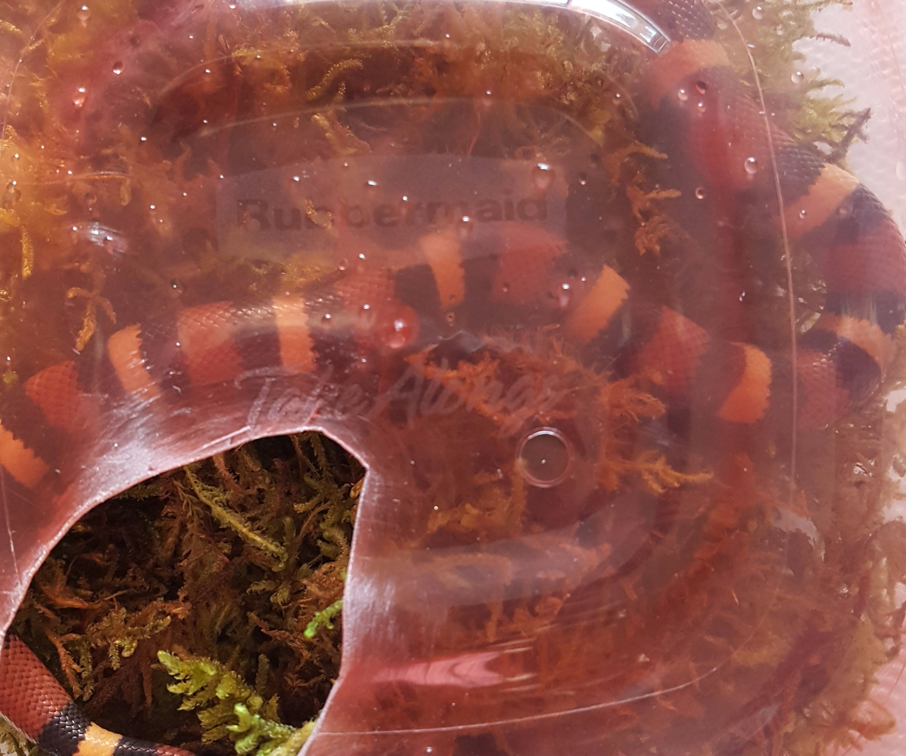 Snake Microclimate Shedding Box
