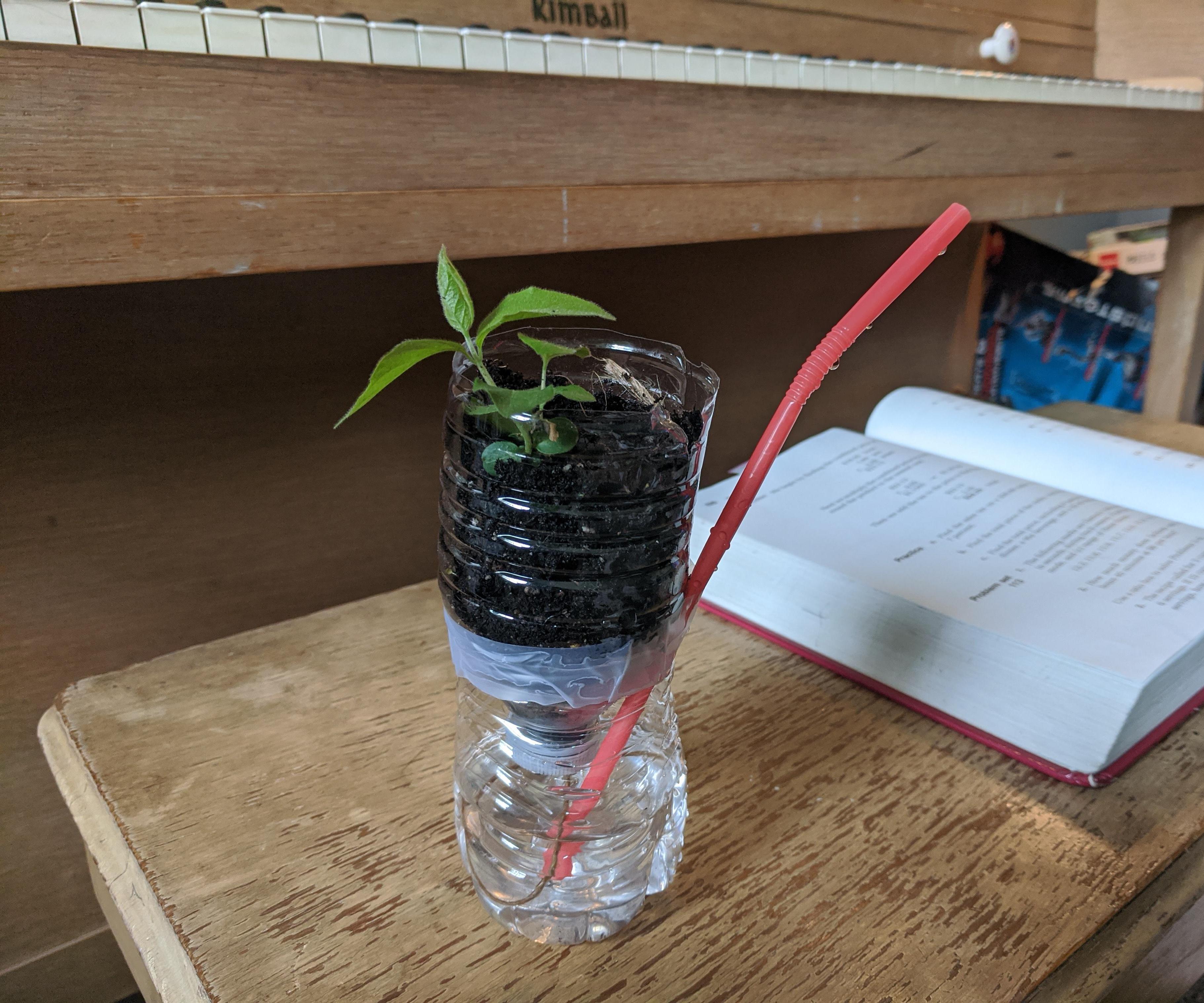 Self Watering Pot