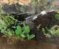 Ant Terrarium