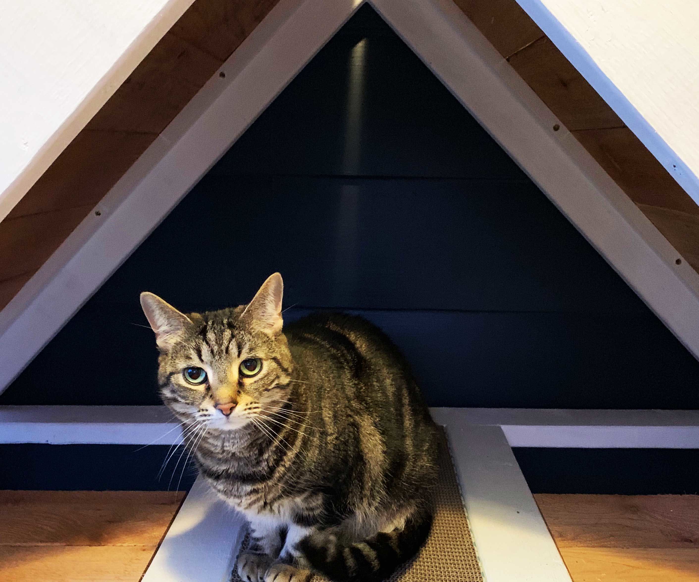 The Ultimate Cat Condo