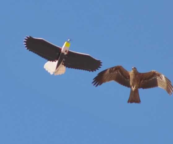 RC Eagle for Bird Photography