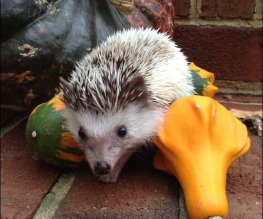 How to Take Care of a Hedgehog