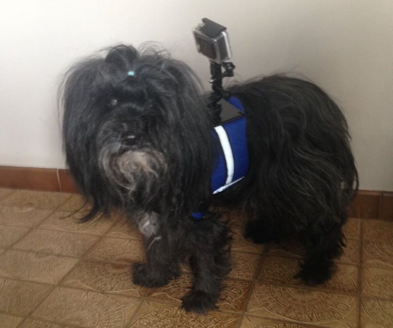 GoPro Dog harness