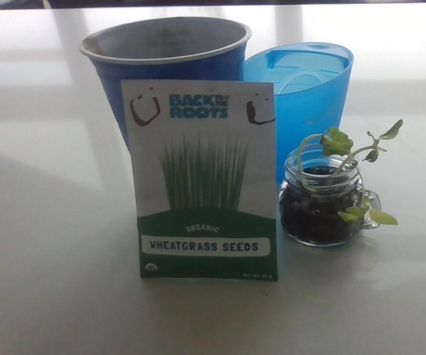Mini Eco-Garden
