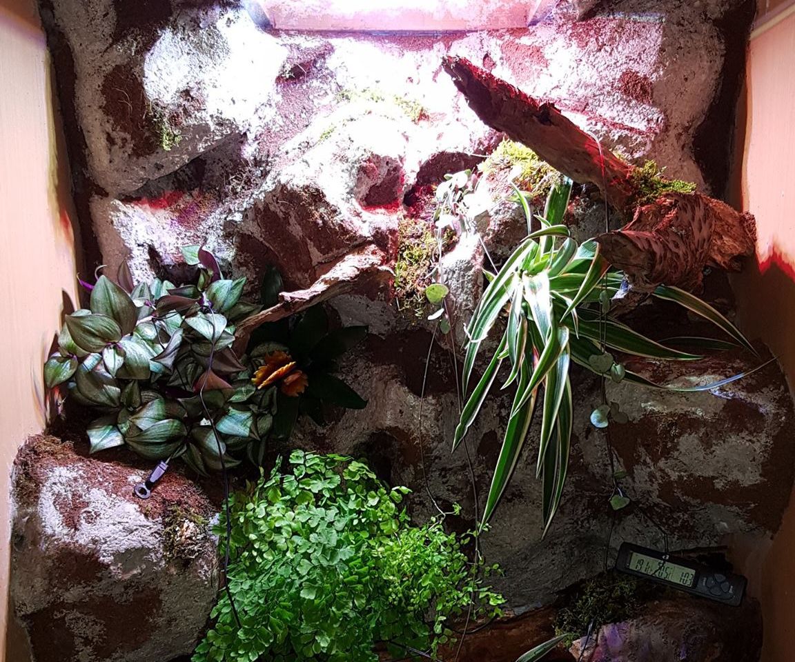 Convert Old Cupboard Into Amazing Vivarium
