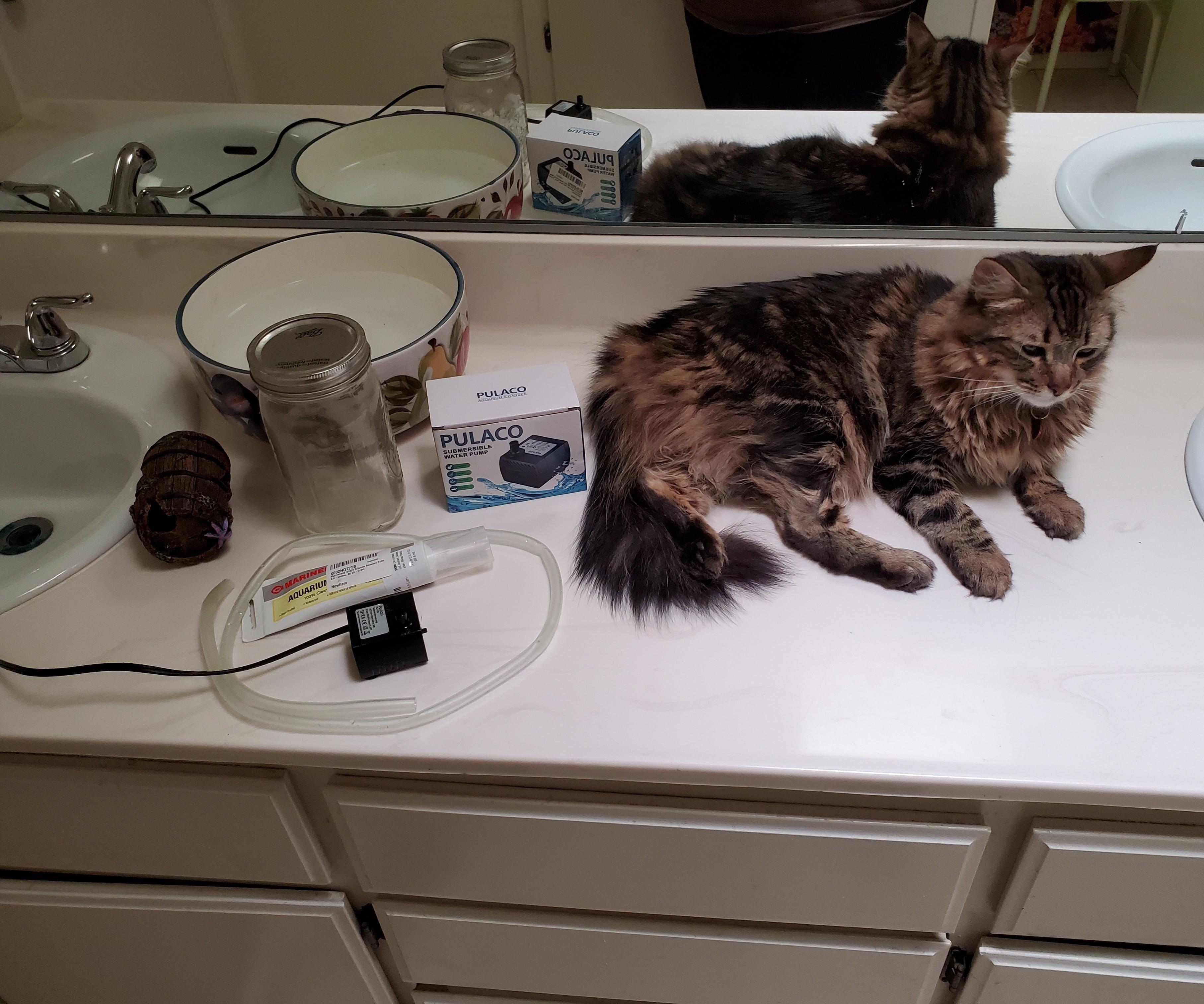 Cat Drinking Fountain