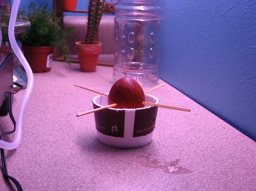 Grow an Avocado Tree