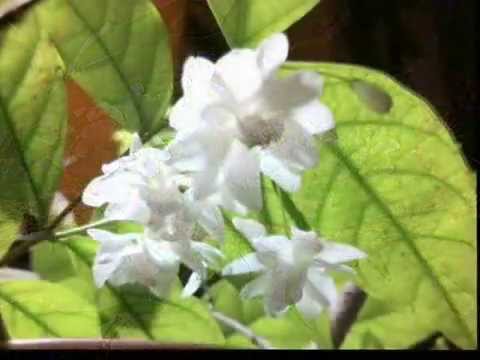 Singapore LimSan's Wrightia Religiosa Multi Layered Flower Cultivar Part 1 /Shui Mei/水梅/MaiChiếuThủy