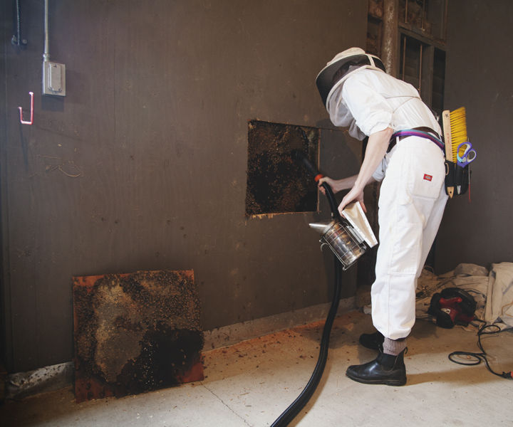 Make a Bee Vacuum that Really Sucks