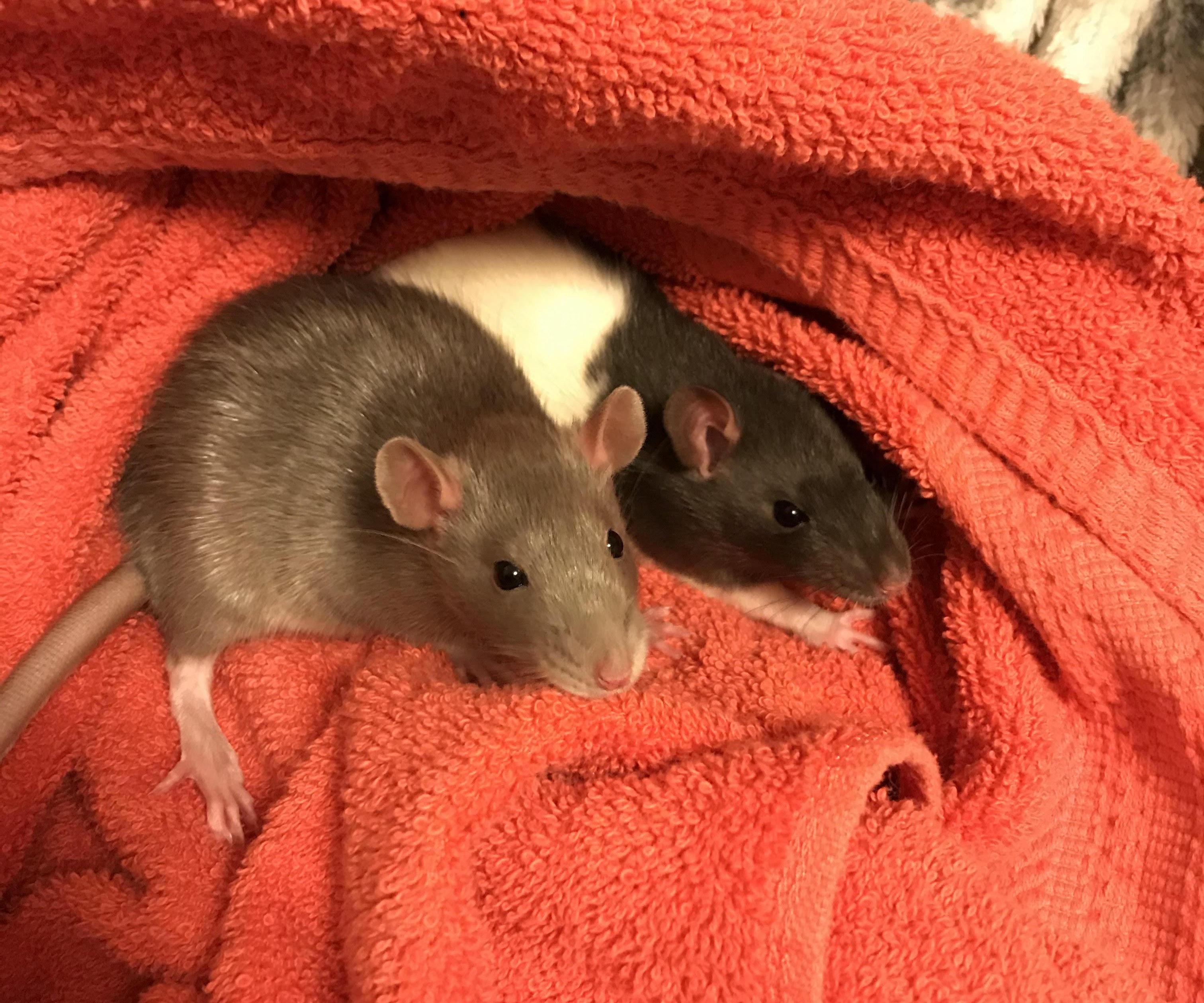 Rat Care and Cages